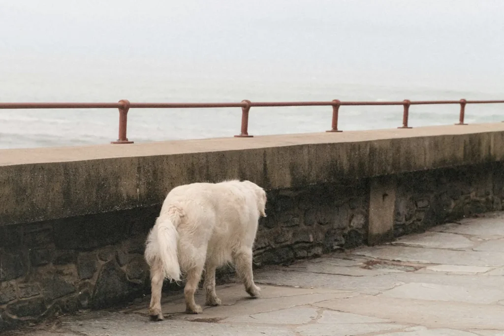 Dog walking along concrete sidewalk