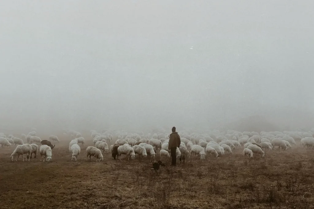 A shepherd with his flock of sheep on a hillside