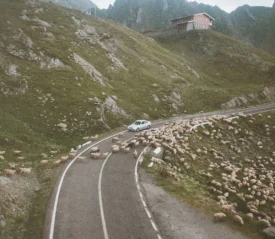 A car is stopped on a mountain road while a large herd of sheep crosses and surrounds the vehicle