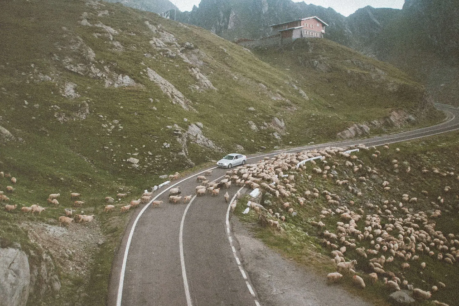 A car is stopped on a mountain road while a large herd of sheep crosses and surrounds the vehicle