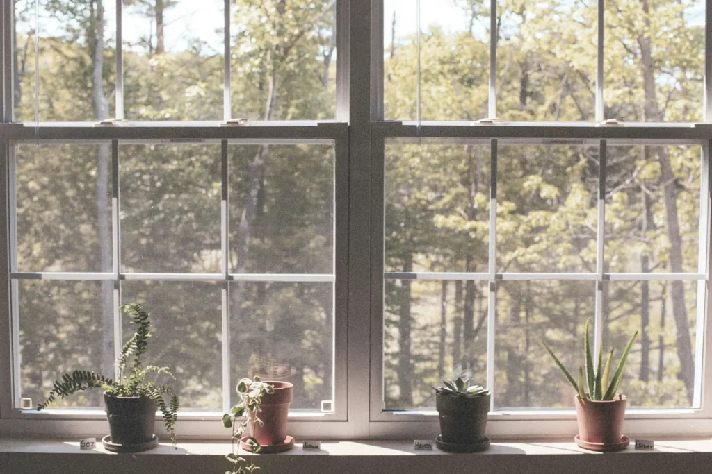 Four small potted plants sit on a windowsill with sunlight shining through large windowpanes and trees visible outside