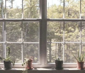 Four small potted plants sit on a windowsill with sunlight shining through large windowpanes and trees visible outside