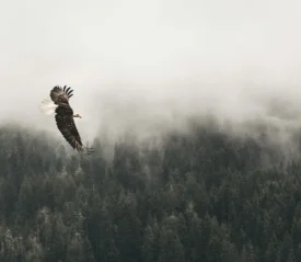 Eagle soaring above a forest of trees and fog