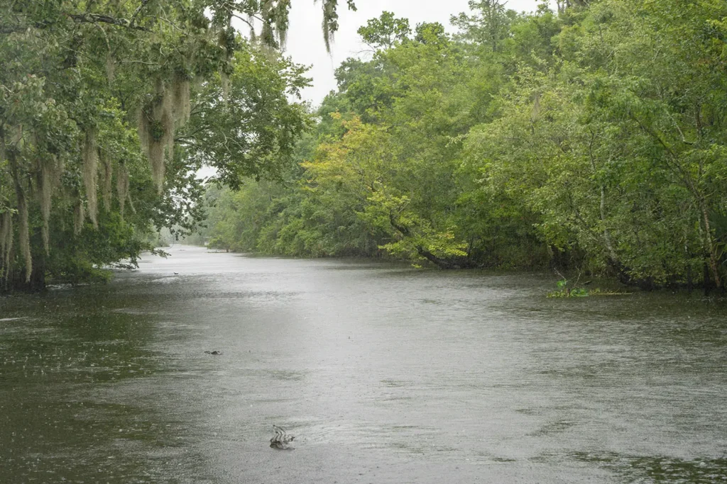 louisiana swamp