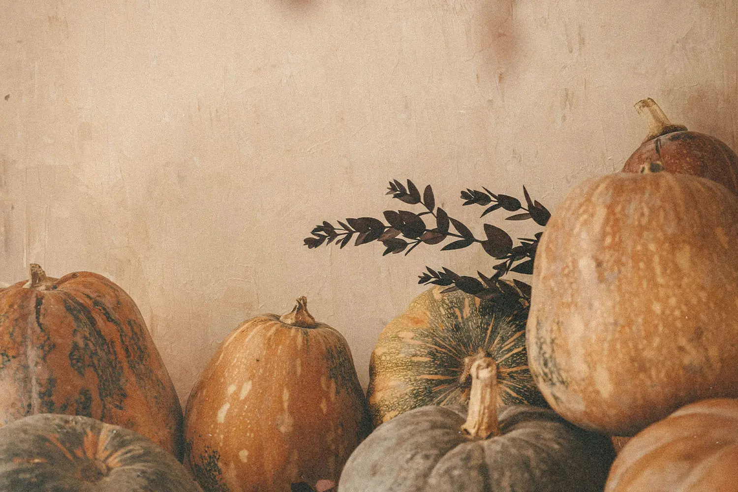 Assorted pumpkins and gourds arranged against a warm beige wall, with a small branch of dark leaves placed among them