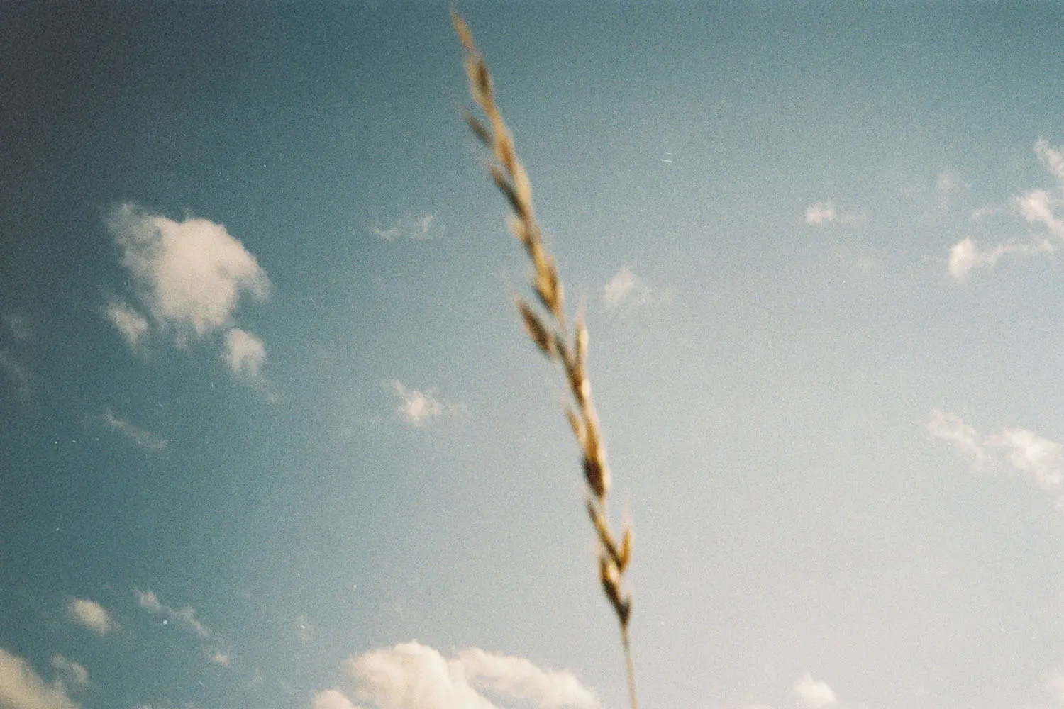 A single stalk of wheat or tall grass stands in sharp focus against a blue sky scattered with soft white clouds