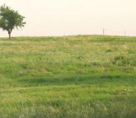 Grass field with one single tree in the corner
