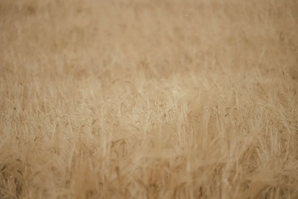 Field of wheat
