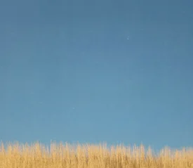 top of brown grass and bottom of blue sky