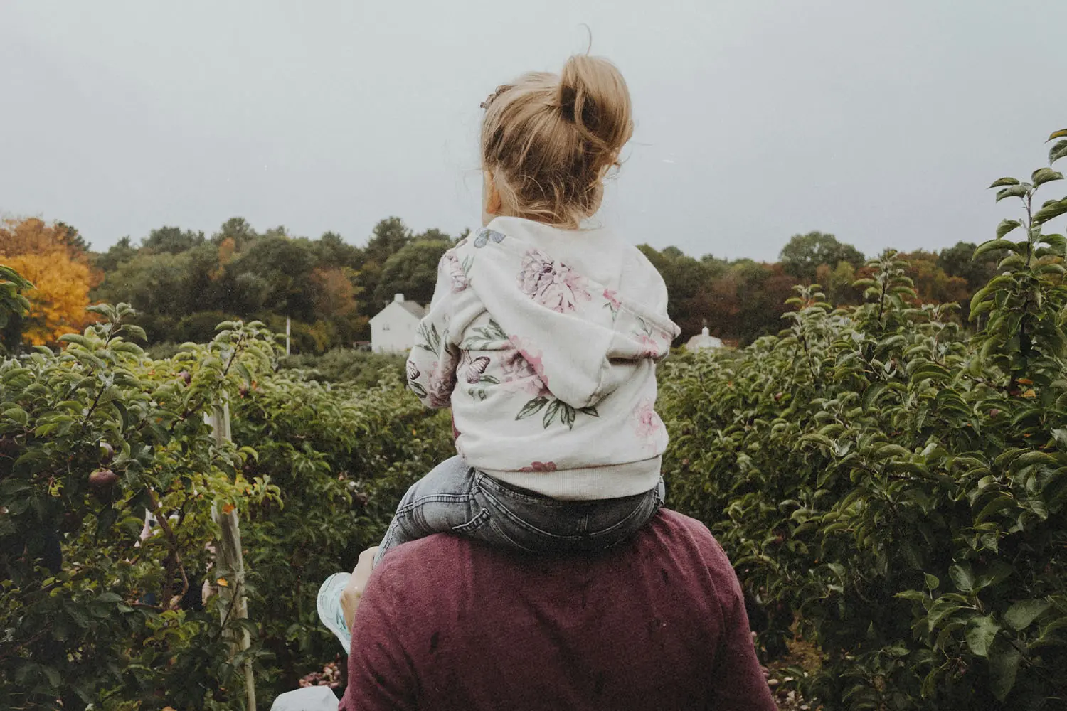 A child sits on an adult’s shoulders while looking out over a lush orchard on an overcast day