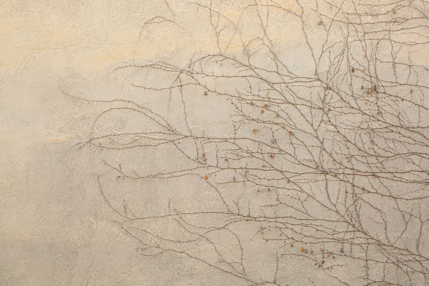 dead vines crawling up a stone wall