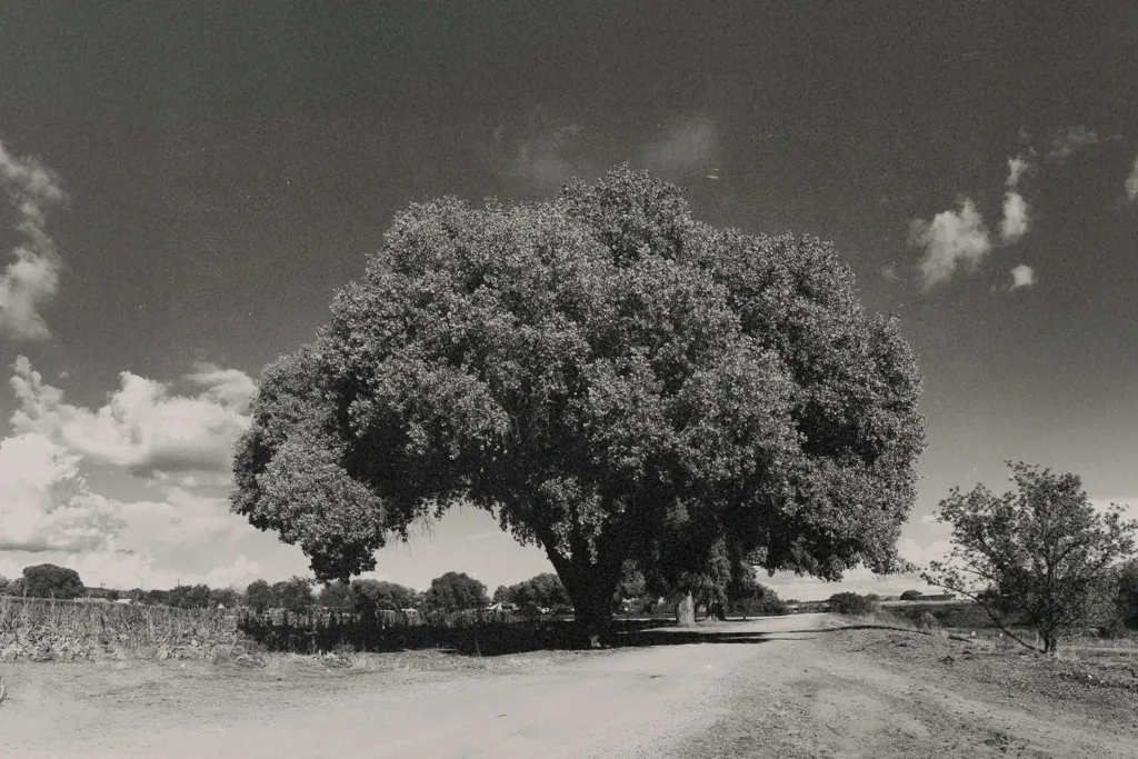black and white photo of big trees between a dirt road and a garden