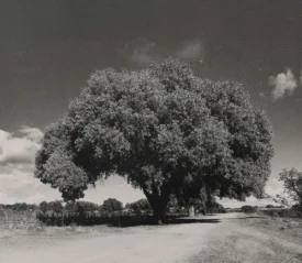 black and white photo of big trees between a dirt road and a garden