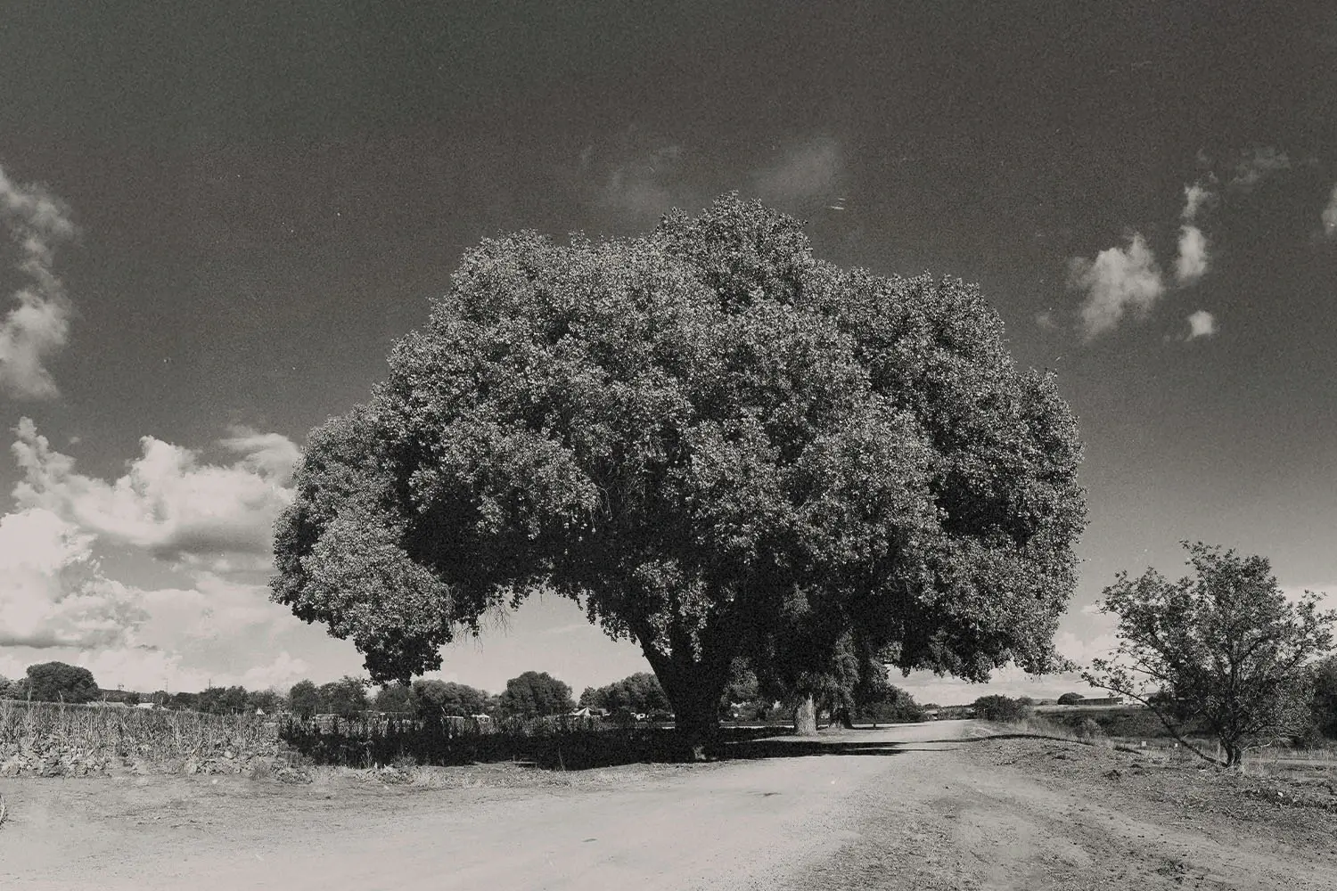 black and white photo of big trees between a dirt road and a garden