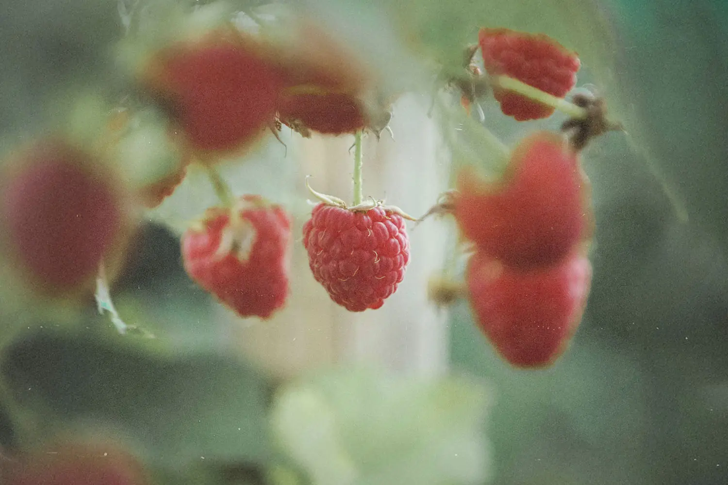 close up of raspberries on a vine