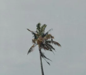 palm tree moving in the breeze
