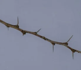 Close‑up of a dry thorny branch with long sharp thorns set against a plain gray background