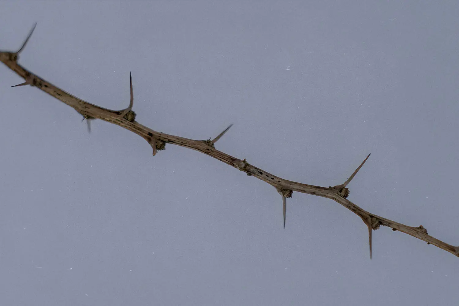 Close‑up of a dry thorny branch with long sharp thorns set against a plain gray background