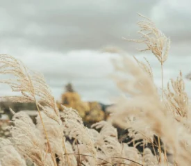 close up of wheat blowing in the wind
