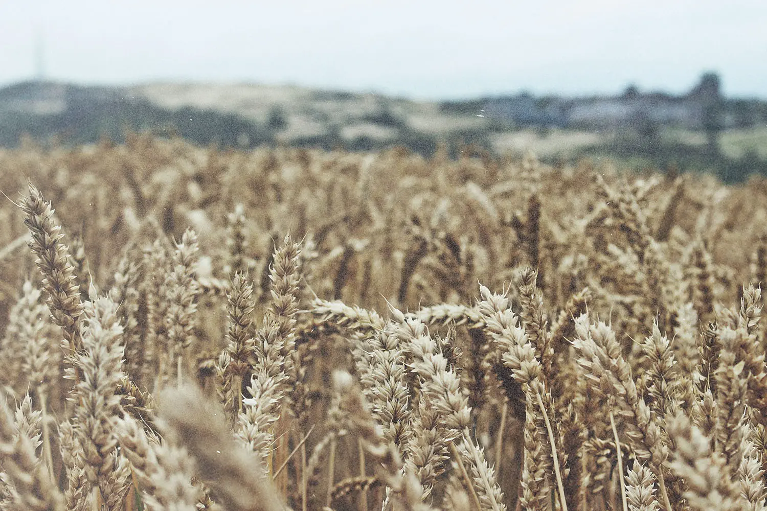 Golden wheat stalks fill a field, swaying gently with rolling hills visible in the distance under a pale sky