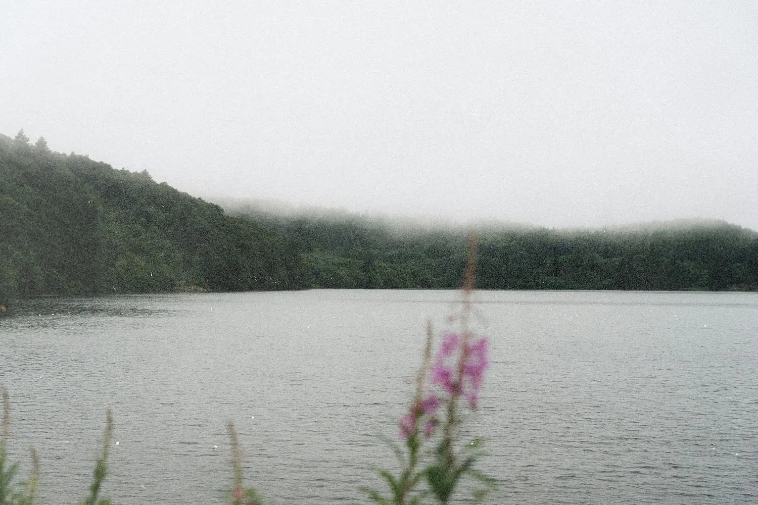 A calm lake bordered by forested hills under a gray, misty sky, with wildflowers visible in the foreground