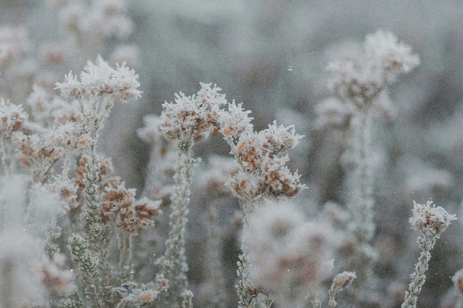 Frost-covered wild plants standing in a cold, muted landscape with soft gray tones