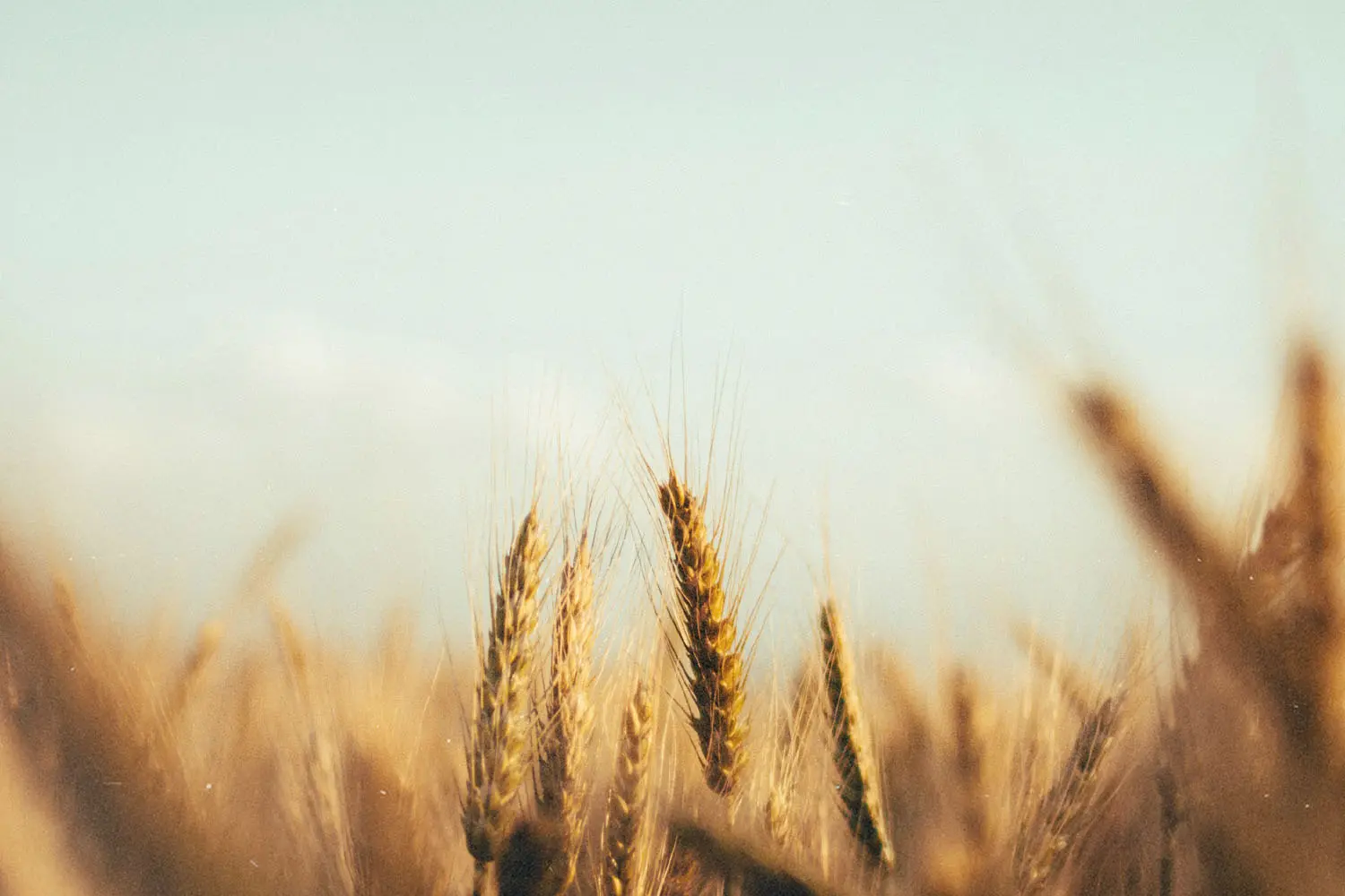 Golden wheat heads standing tall in a sunlit field against a soft, hazy sky
