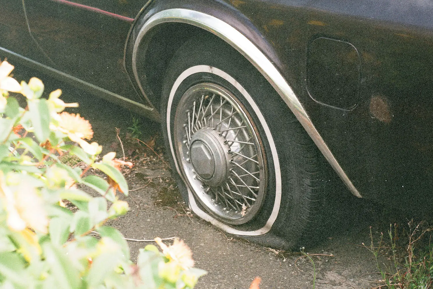 Close-up of a car’s rear wheel with a flat tire parked beside a curb, partially surrounded by plants