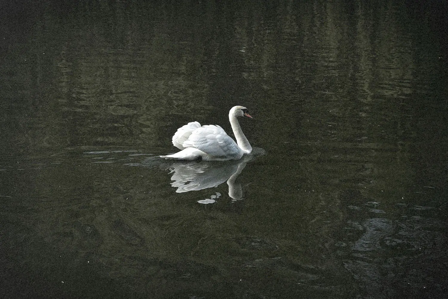 white swan in a reflecting body of water
