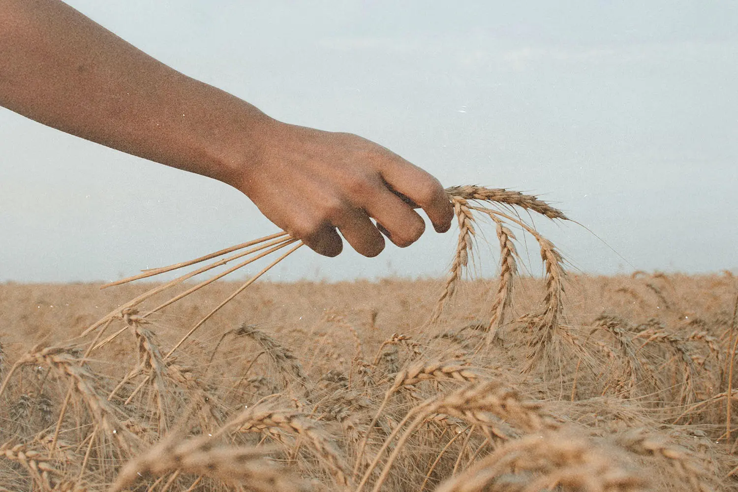 Hand gently brushing through ripe golden wheat in a field under a soft sky