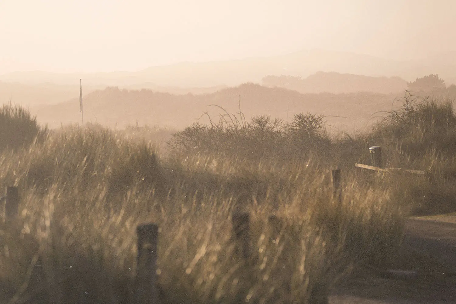 A sunlit landscape of tall golden grass and brush along a sandy pathway, with soft hills fading into a hazy, warm horizon
