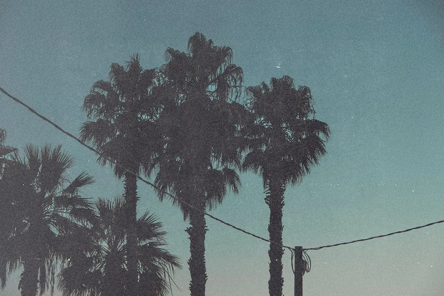 Tall palm trees silhouetted against a fading blue sky with power lines running across the scene