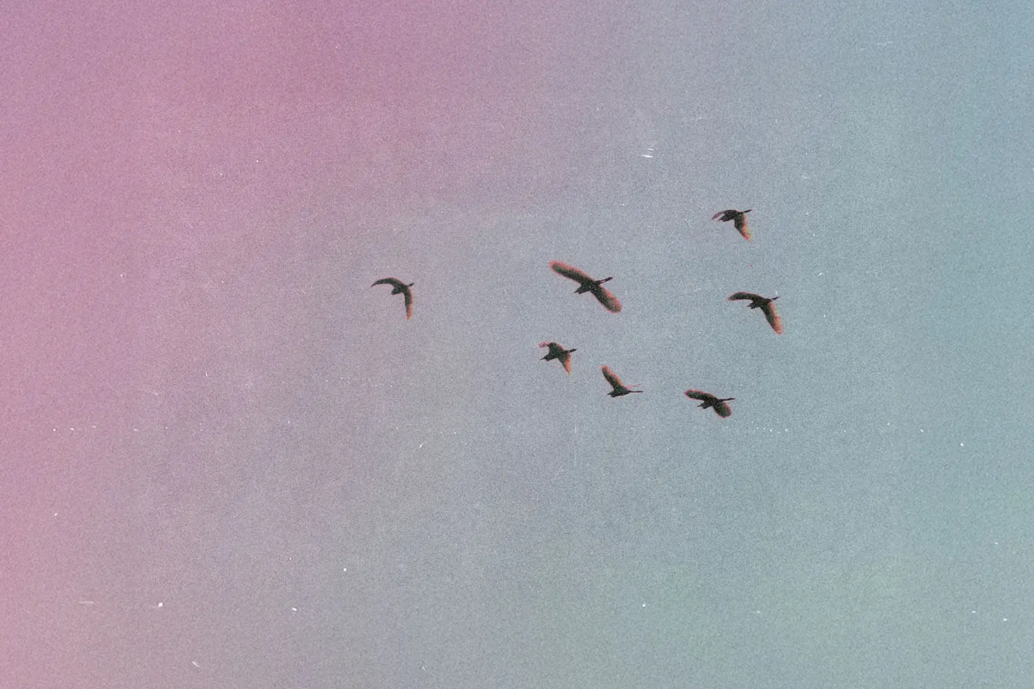 Flock of birds flying across a sky with a soft gradient of pink and blue tones