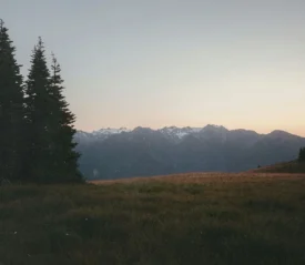 A wide grassy meadow at sunset with tall evergreen trees on the left and snow‑capped mountains in the distance