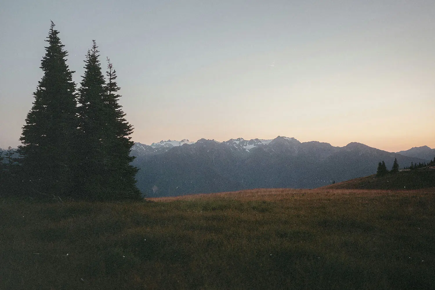 A wide grassy meadow at sunset with tall evergreen trees on the left and snow‑capped mountains in the distance