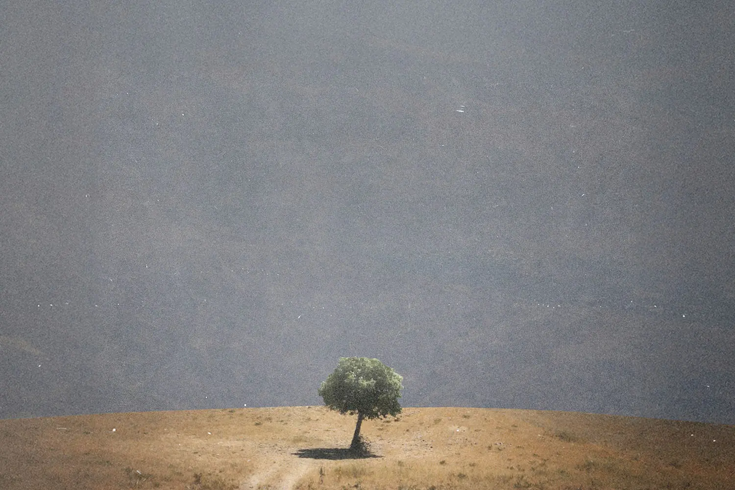 Single tree standing on a barren hilltop against a hazy, muted sky