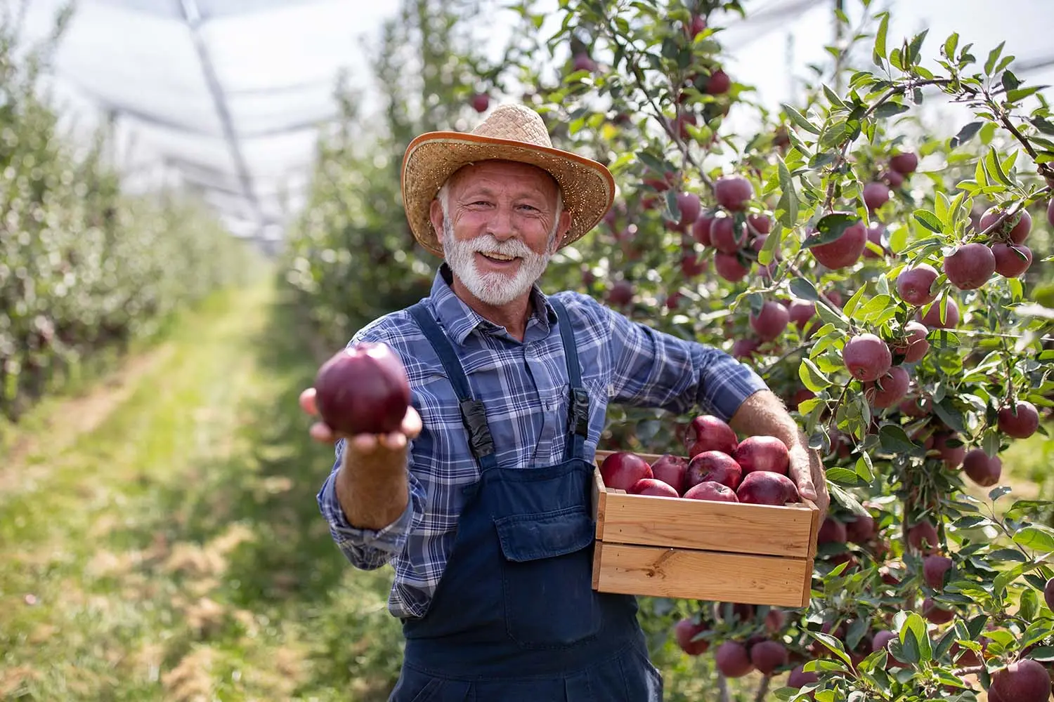 What is a “first fruit”?