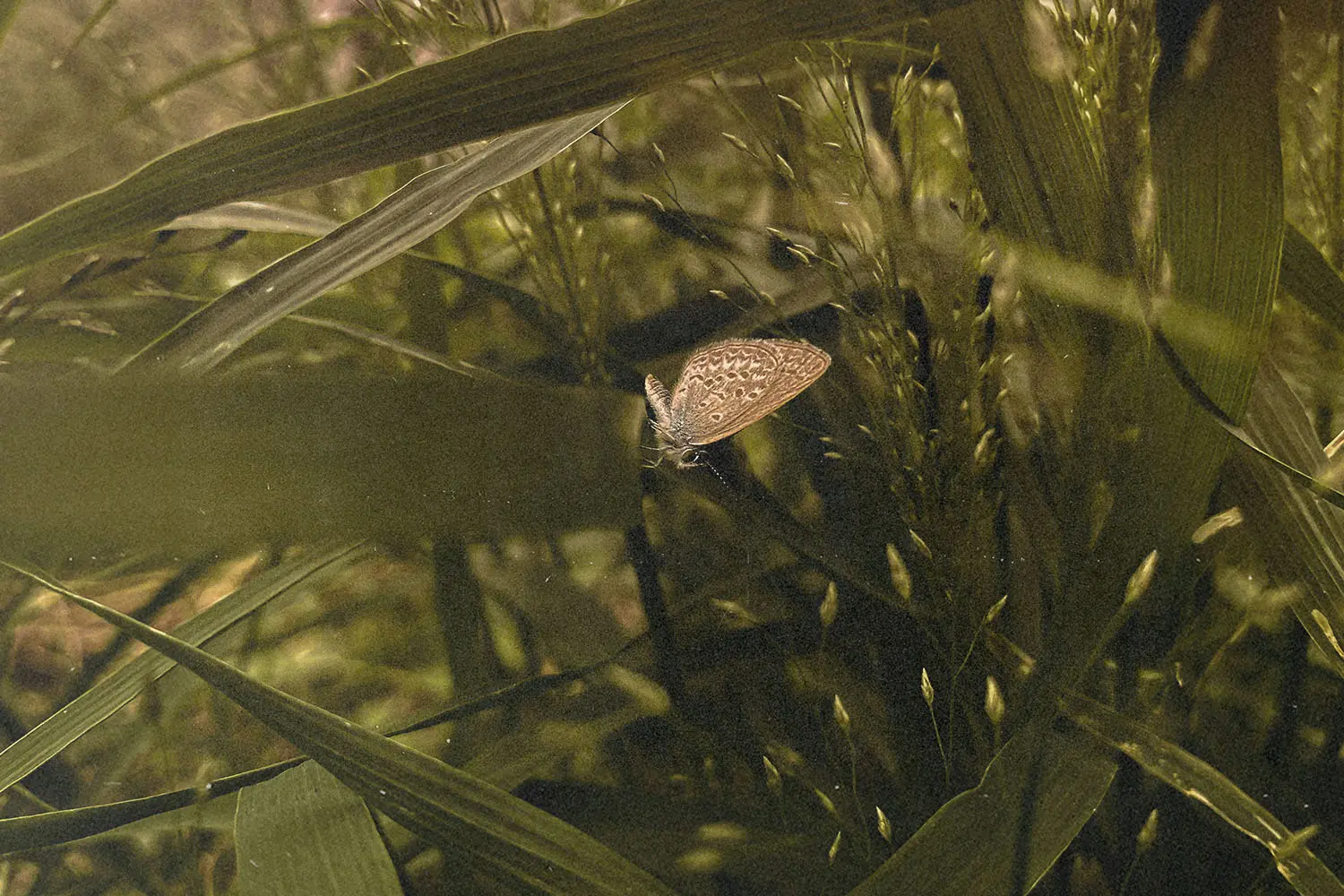 A small butterfly rests on tall blades of grass in a softly lit, green forest floor