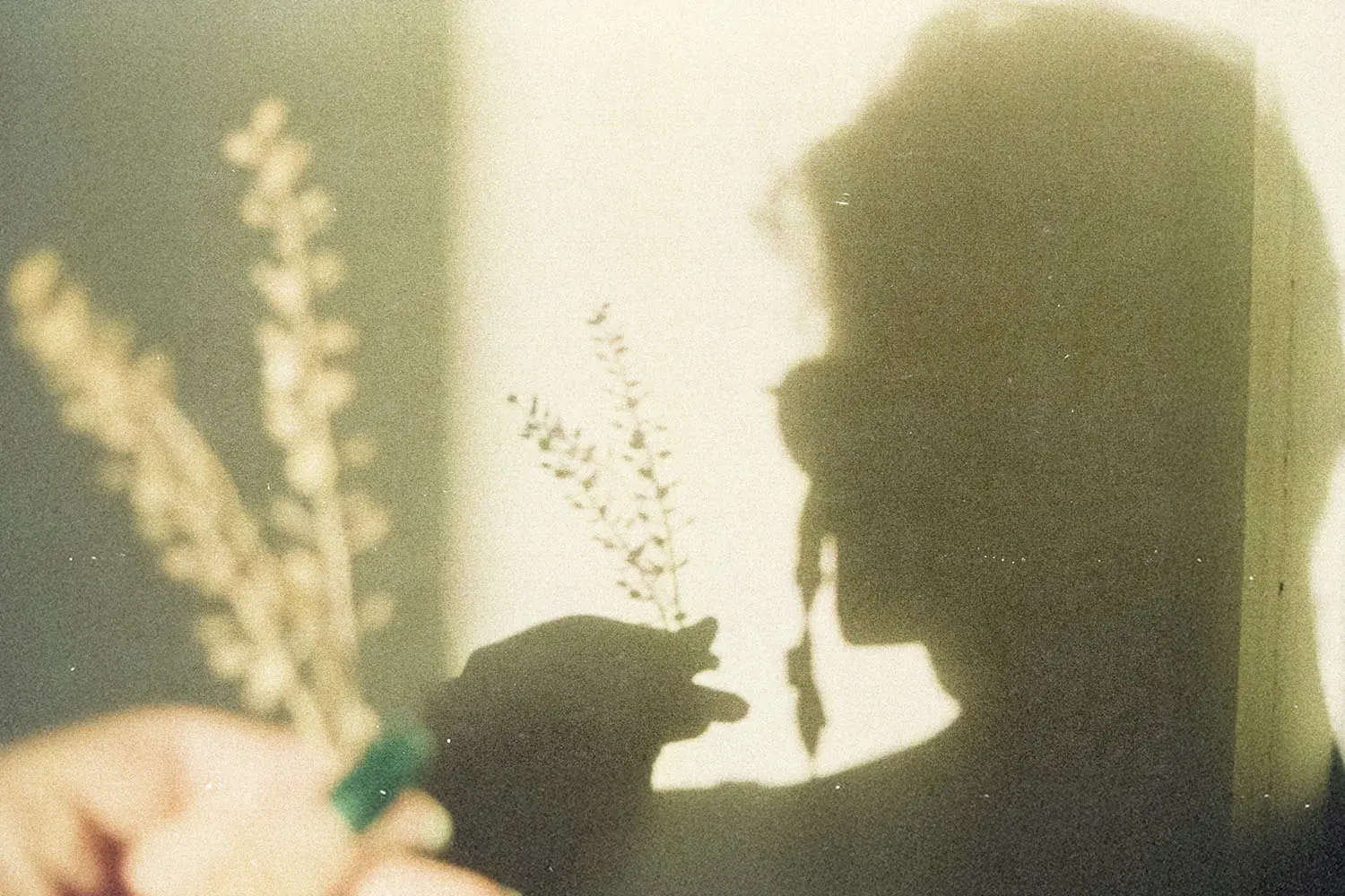 Shadow of a person holding small dried plants against a sunlit wall, with a hand in the foreground holding similar stems