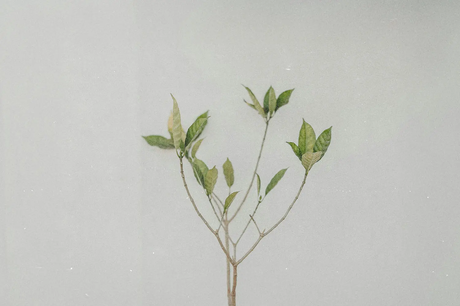 A small plant with green leaves growing upward against a light background.
