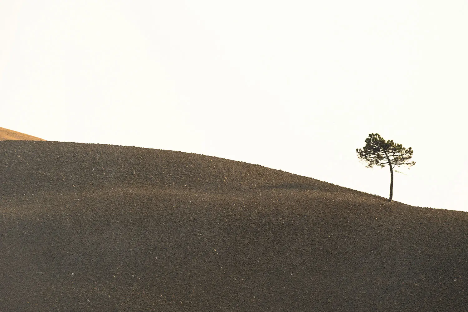 A lone tree standing on a gentle hillside beneath an open sky.