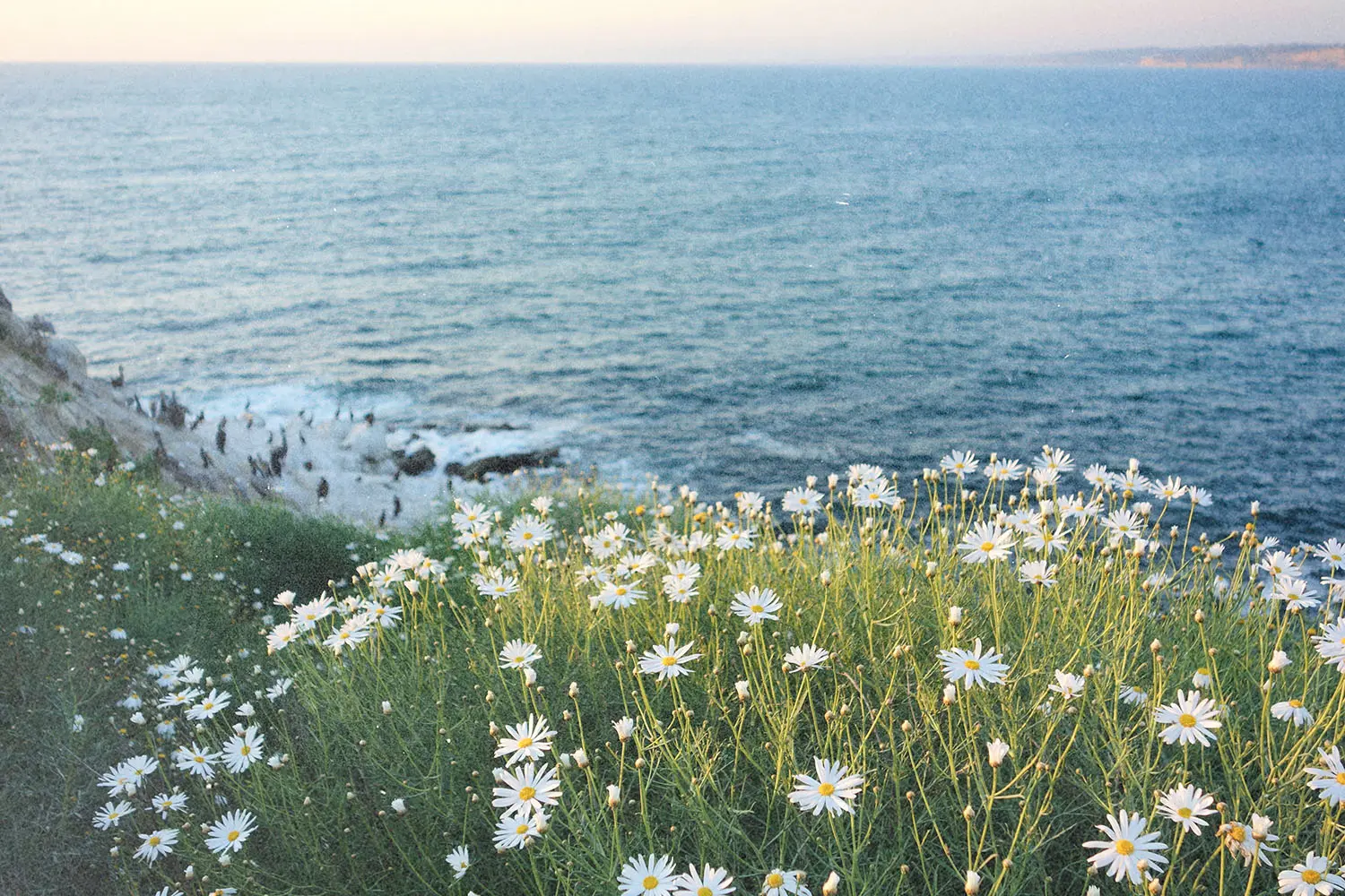Wildflowers growing on a coastal cliff overlooking the ocean.