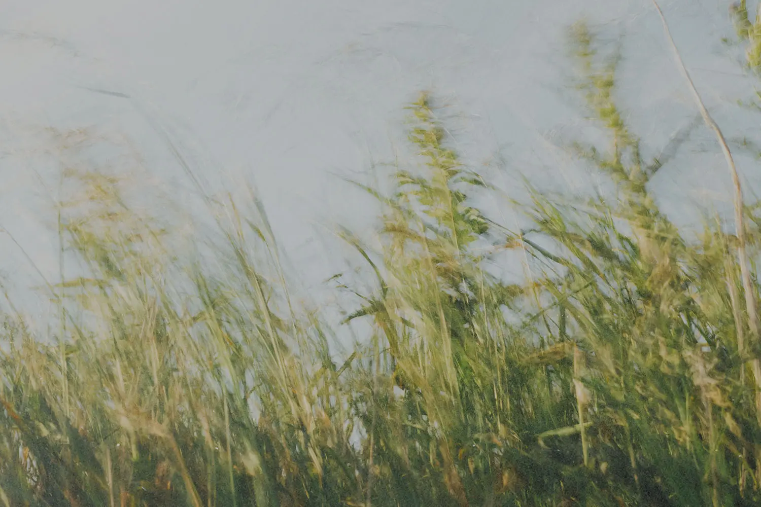 Tall grass blowing in the wind beneath a pale sky.