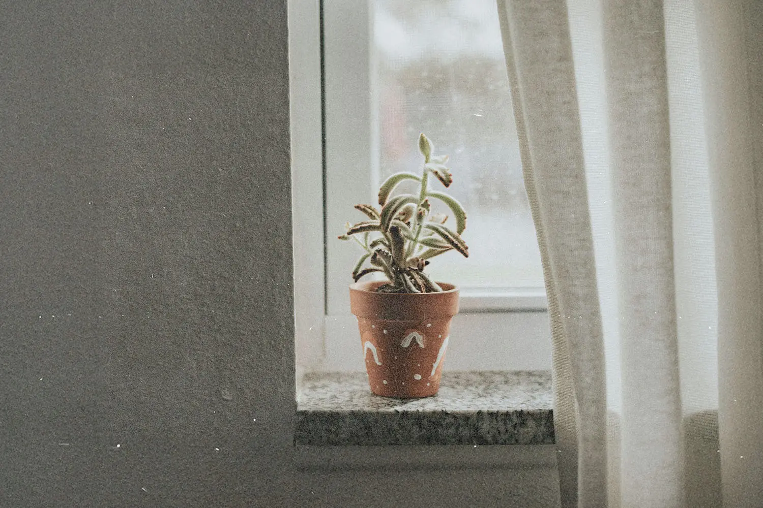 A small potted plant sitting on a windowsill beside a curtain.