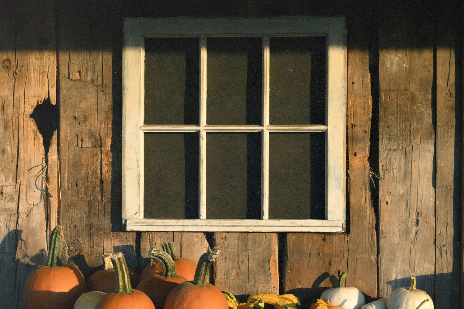 Assorted pumpkins arranged below a small window on the exterior wall of a rustic wooden building
