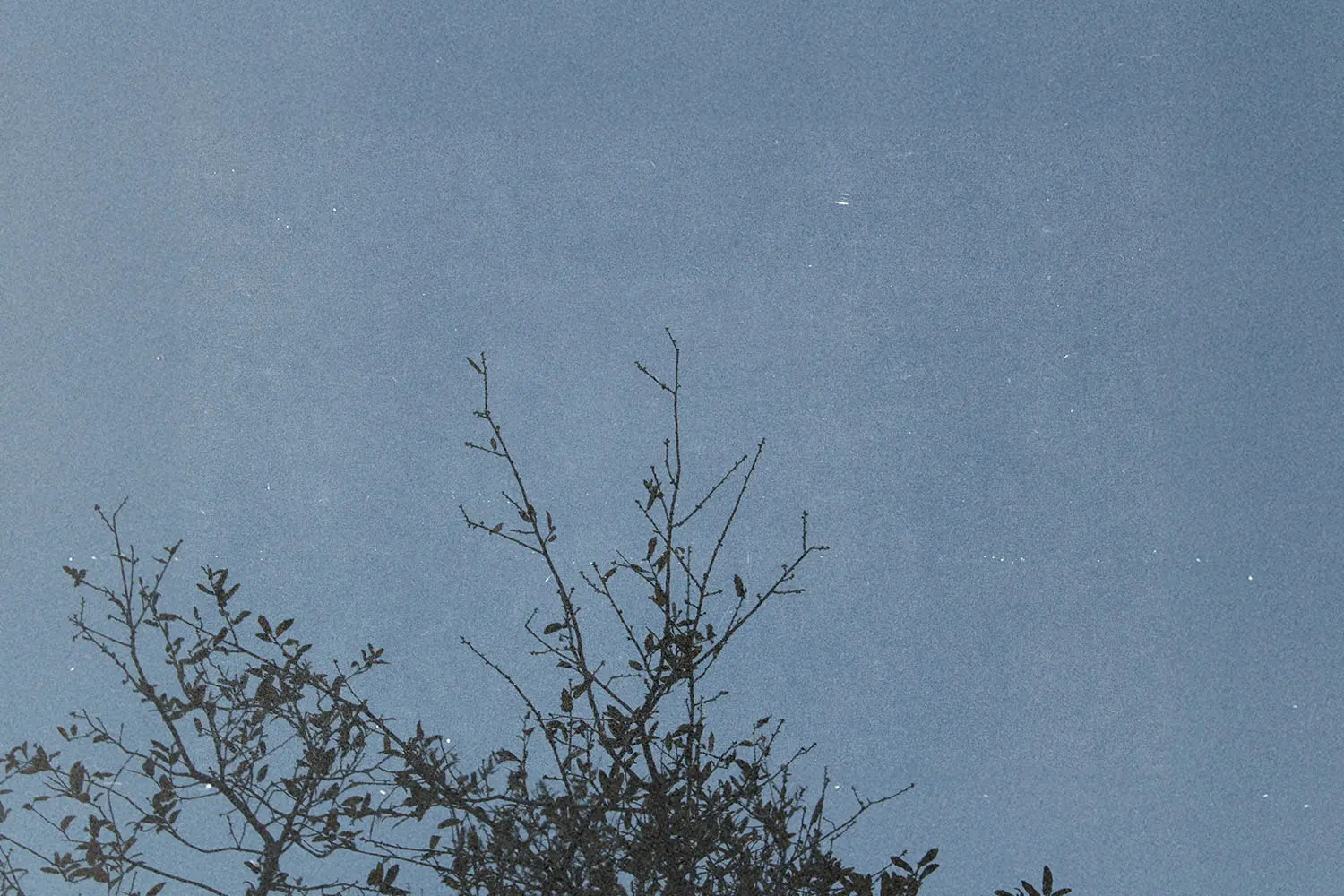 Bare tree branches reaching upward against a clear blue sky.