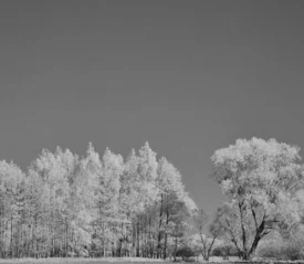frozen treeline with snow on the ground