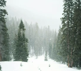 snow in forest of christmas like trees