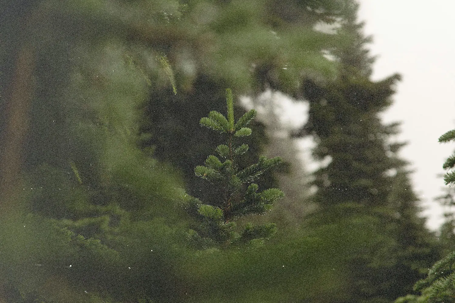 Can I put a Christmas tree up in my home?