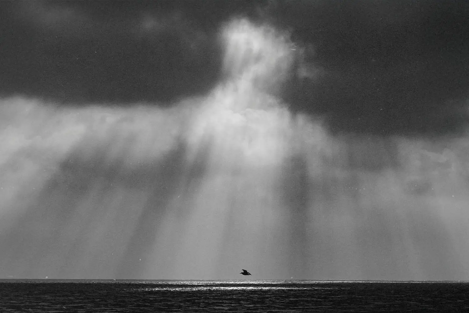 Light shining through clouds on a single bird flying over ocean
